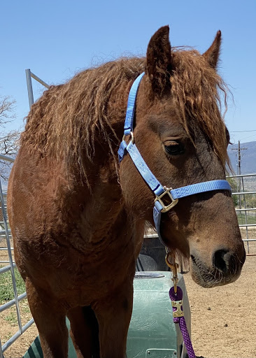 Curly Red Pilot Stallion