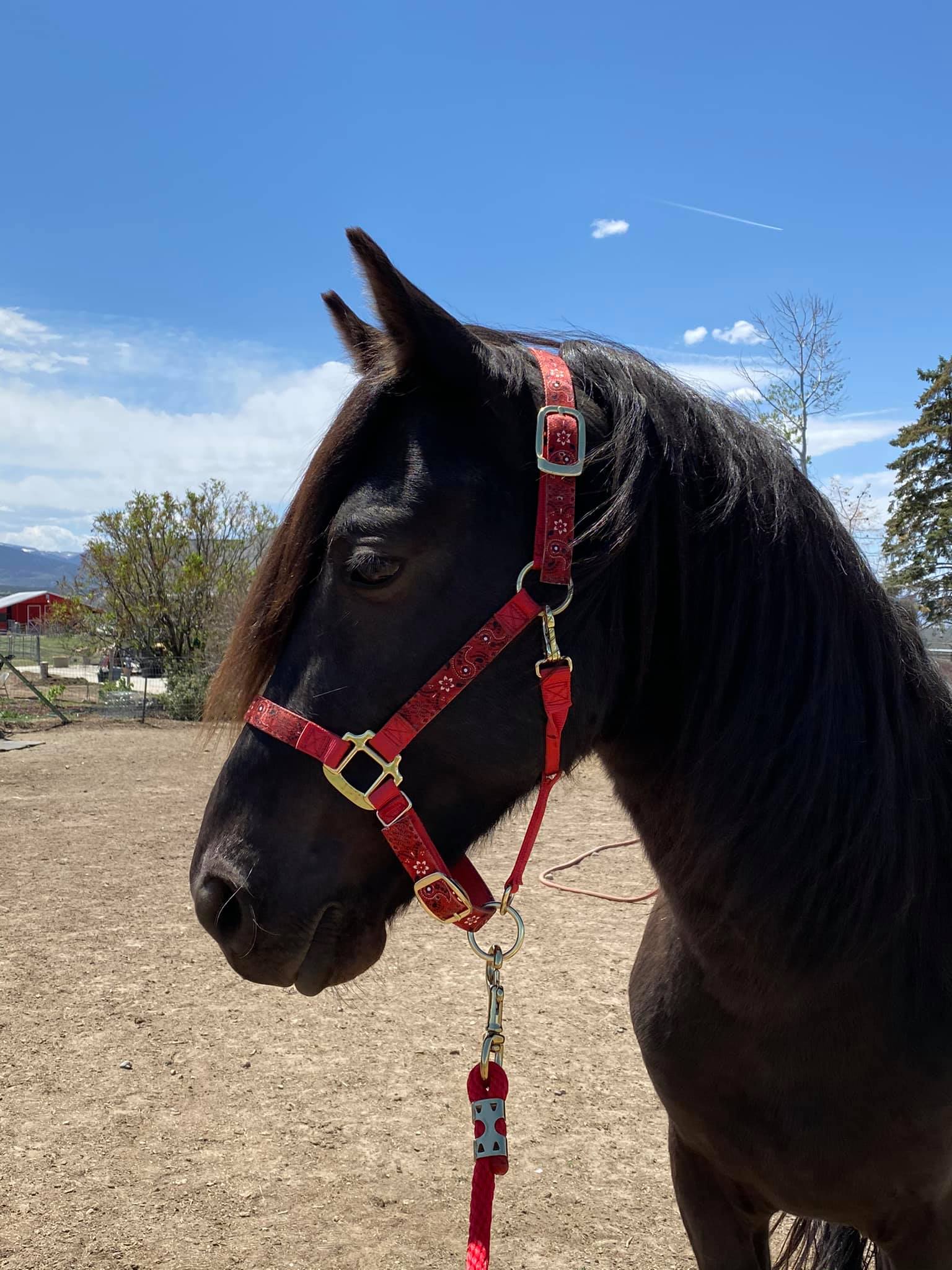 Flint Smokin Black Stallion