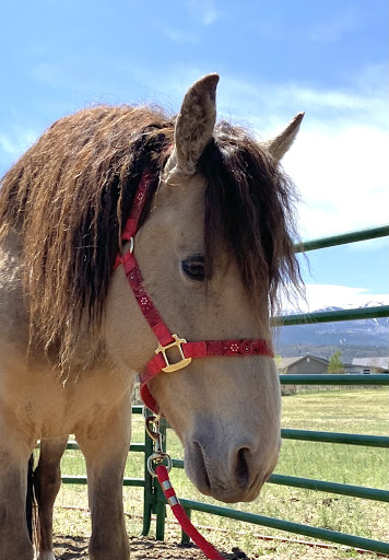 Gold Wings Stallion
