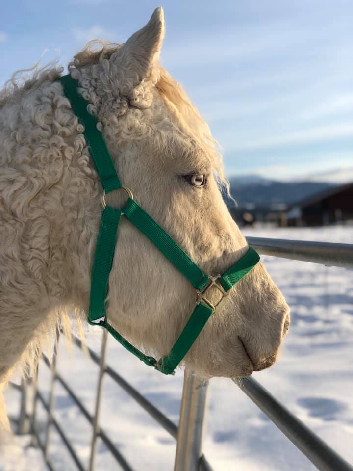 Mitus Gold Touch Stallion